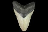 Fossil Megalodon Tooth - North Carolina #124937-1